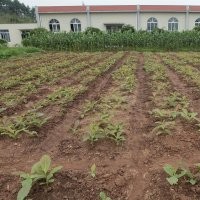 供應純原種日本厚樸苗木