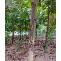 出售精品速生法桐垂柳