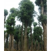 供應(yīng)40公分香樟樹，50公分移植香樟樹