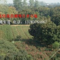 河南苗木價格，紫薇價格，八月桂花價格，四季桂花價格，金絲桃價