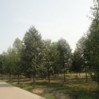 直銷江西優(yōu)質(zhì)樂昌含笑價格 咨詢重慶樂昌含笑價格 浙江樂昌含笑供