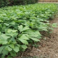 2013最新銀杏苗價(jià)格1-2年生銀杏樹苗江蘇銀杏大量批發(fā)