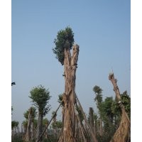 出售黃葛樹(shù)大樹(shù)