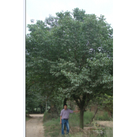 長期供應銀杏、山杏、碧桃、油松、雪松、法桐、五角楓、紅葉李