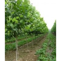 速生國(guó)槐 速生法桐 速生白蠟 柳樹