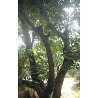 安慶龍山名樹園出售大規(guī)格樸樹