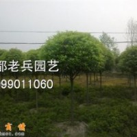 桂花 成都高桿桂花價(jià)格 四川桂花批發(fā)