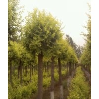 榆樹(shù)1-30CM，金葉榆3CM—20CM（高桿，矮桿），叢生金葉榆