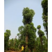 移植香樟樹價(jià)格骨架香樟樹價(jià)格香樟價(jià)格