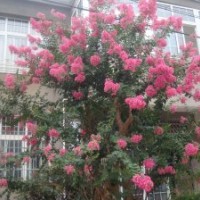 江西南昌出售花木，有紫薇、杜鵑、根雕、紅豆杉大量供應(yīng)