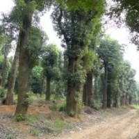 15公分移栽桂花樹(shù)