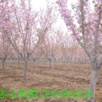 山東泰安鵬舉櫻花苗木基地