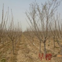 山東泰安萬(wàn)畝櫻花園|泰安鵬舉櫻花基地