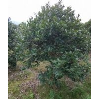 高品質(zhì)油茶 長期供應(yīng)