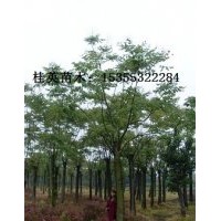 供應河南黃山欒樹最新價格咨詢，直銷江蘇定桿欒樹價格，浙江欒樹