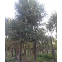 三角楓，安徽三角楓，三角楓價格，求購三角楓