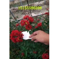 供應(yīng)紅火箭紫薇安徽宣城大型基地