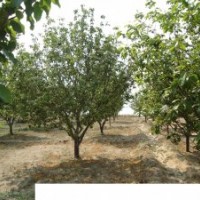 出售八棱海棠樹10cm