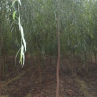 供垂柳／毛白楊／１０７速生楊／國槐／白蠟／法桐／速生柳／千頭