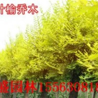 山東大白蠟 山東金葉榆樹 金枝國槐