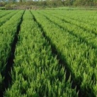 供應(yīng)：龍柏球，30—400公分高度的龍柏樹