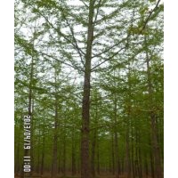 供應(yīng)銀杏樹