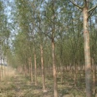 山東柳樹榆樹刺槐