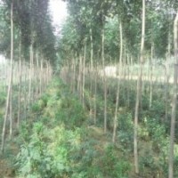 大量供應(yīng)速生白蠟、國槐成品苗、實(shí)生苗及半成品