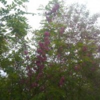 低價急出 香花槐 1-15公分大量搬遷了低價出貨