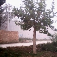 大量供應法桐,火炬,垂柳