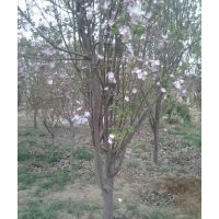 西府海棠樹|西府海棠樹苗|西府海棠價(jià)格|，誠(chéng)信為本|