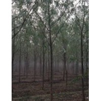 買竹柳、櫻花、蜀儈、紫薇到青峰苗木基地