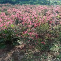 四川紫薇經(jīng)銷