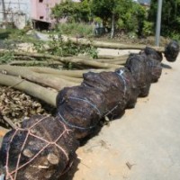 福建天竺桂直銷