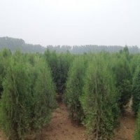 北京檜柏生產(chǎn)基地|保定北京檜柏