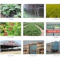 西安周至裕盛綠化苗木基地常年供應各類綠化苗木、荒山造林苗木