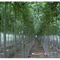 河北哪里的白蠟成活率高