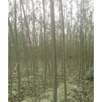 毛白楊。柳樹，白蠟，國槐，椿樹，榆樹，