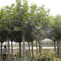 出售5-6-7-8法桐