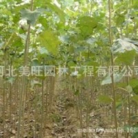 供應(yīng)2公分速生白楊