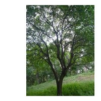 暴馬丁香大樹 流蘇大樹