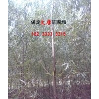 河北速生柳供應|求購速生柳|優(yōu)質(zhì)速生柳批發(fā)