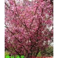 冬紅果海棠，西府海棠，垂絲海棠，紅寶石海棠，梨花海棠，雪花海