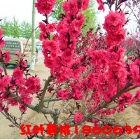供應(yīng)3-6公分紅葉碧桃，紫葉碧桃，紫葉李