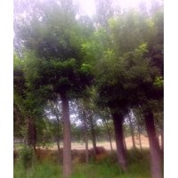 國(guó)槐最新行情-山東國(guó)槐-國(guó)槐種植基地