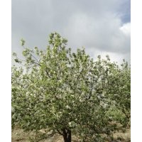 大華苗木基地供應(yīng)海棠樹