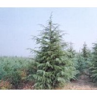 農(nóng)戶直銷3米雪松