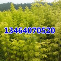 優(yōu)質(zhì)金葉復葉槭小苗，紫葉稠李，五角楓，紅葉李，王族海棠