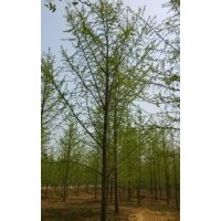 邳州市圃景銀杏苗木購(gòu)銷部