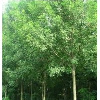 供應(yīng)：10-12CM白臘，二千棵